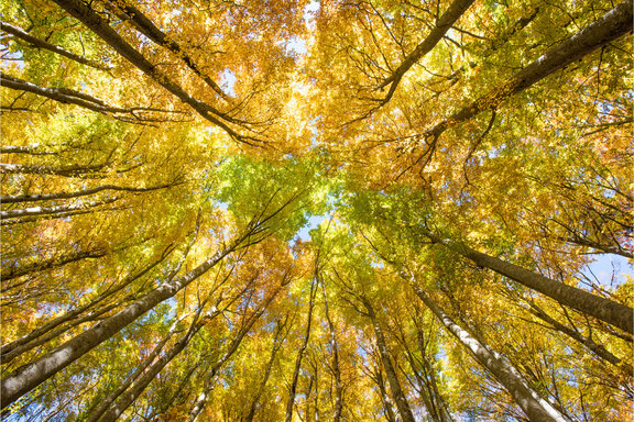 Man guckt von unten in eine lichtdurchflutete Baumkrone die herbstliches Laub trägt.